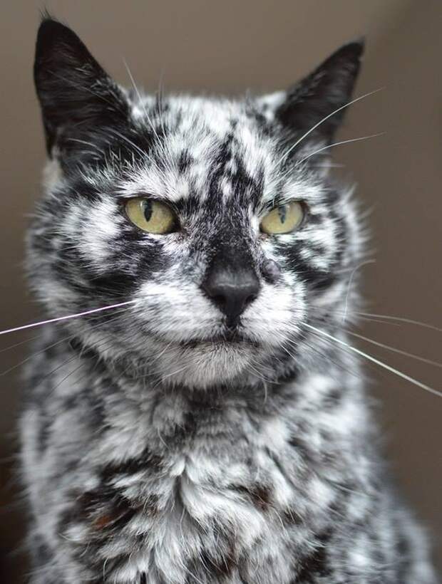 17 животных, на которых природа доказала, что она отличный художник