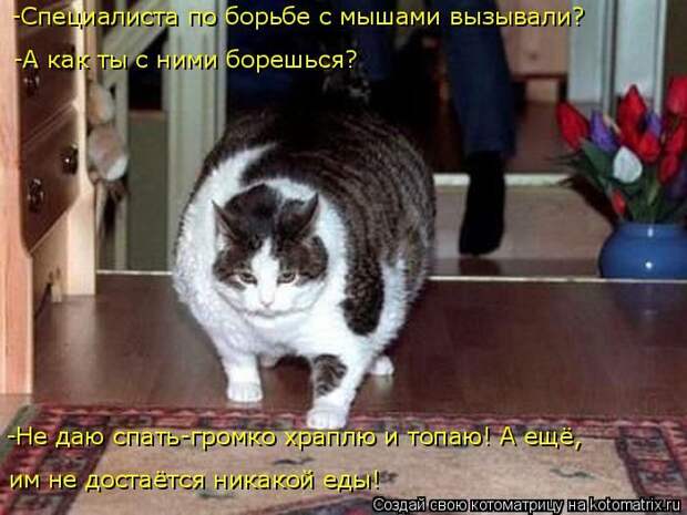 Лучшие котоматрицы недели (50 фото)