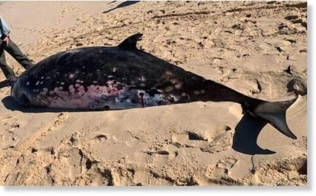 Редкого кита нашли на пляже в Новом Южном Уэльсе, Австралия