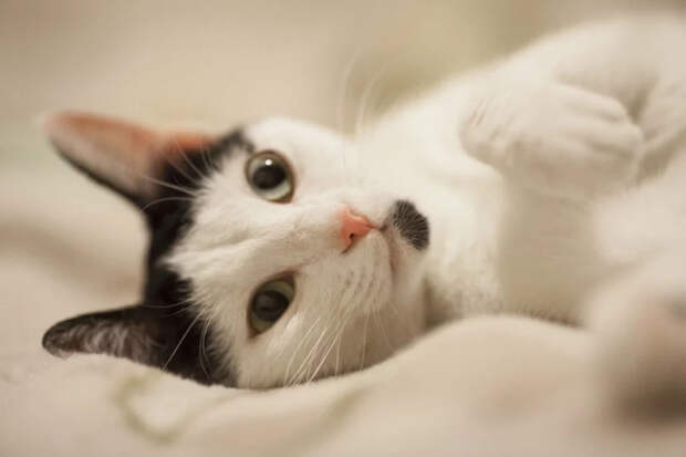 Кошка разбрасывает наполнитель? Что пытается сказать питомец