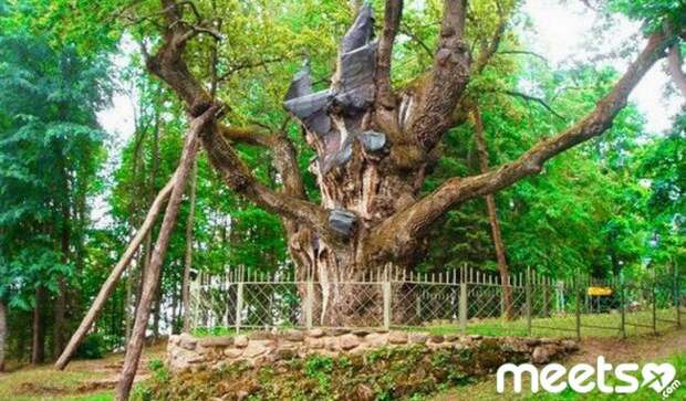 money oak, Scotland money oak