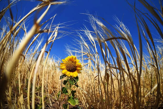 "Родные поля": национализированного зернотрейдера выставили на торги