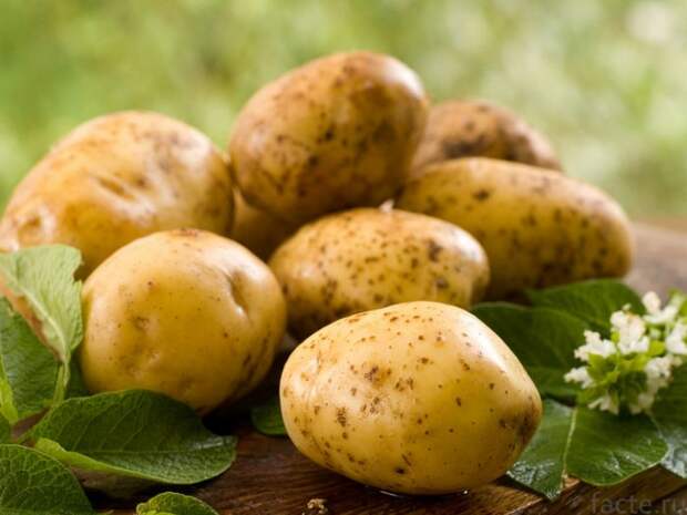 Картофель – частый продукт на кухне. Полезен ли он?