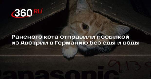 Раненого кота отправили посылкой из Австрии в Германию без еды и воды