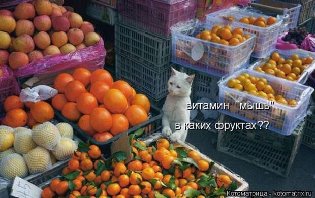 Лучшие котоматрицы недели (50 фото)