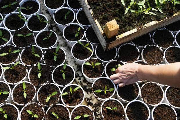 Депутат Чаплин: в марте нужно сеять на рассаду томаты, капусту и базилик