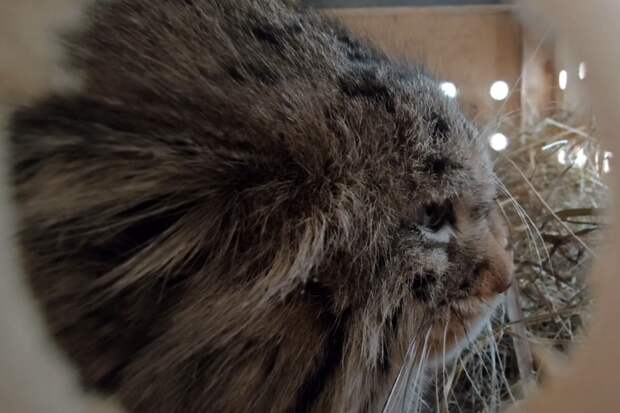 Самка манула Пепе полетит в Санкт-Петербург к будущему жениху для создания пары