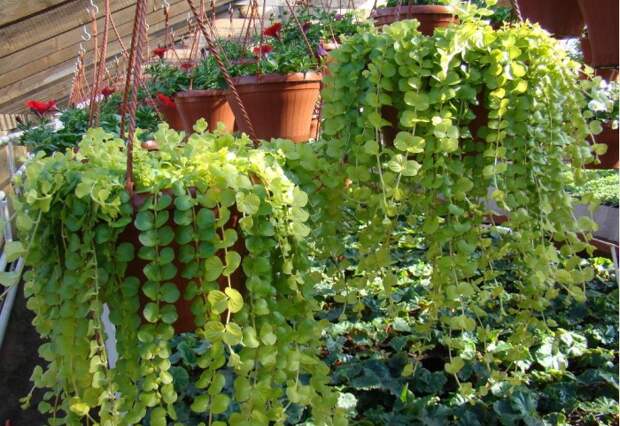 Если хочется, чтобы за окном рос ниспадающий каскад зелени, обратите внимание на будру / Фото: i.pinimg.com Если хочется, чтобы за окном рос ниспадающий каскад зелени, обратите внимание на будру / Фото: i.pinimg.com