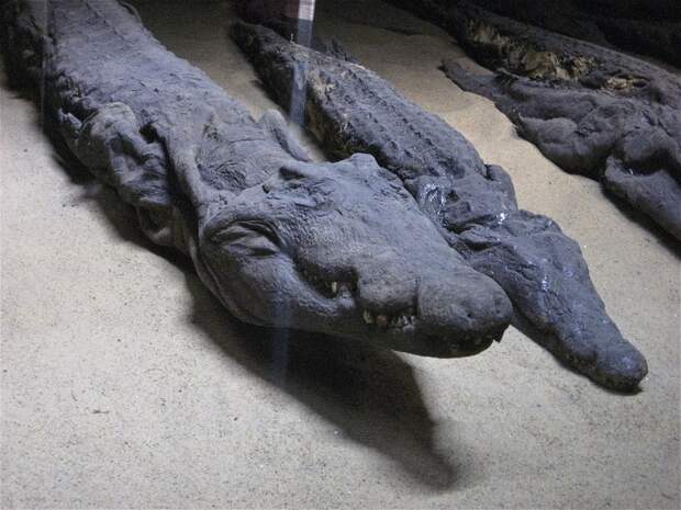 Зачем египтяне делали тысячи мумий крокодилов, и кто такой человек с головой рептилии