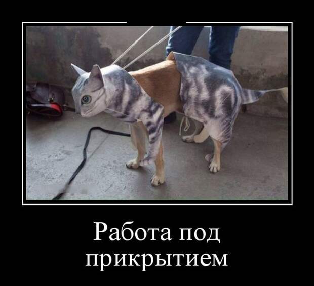Подборка веселых демотиваторов на выходные (11 фото) Подборка веселых демотиваторов на выходные (11 фото)