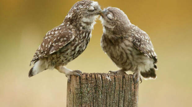 Ну очень влюбленные животные