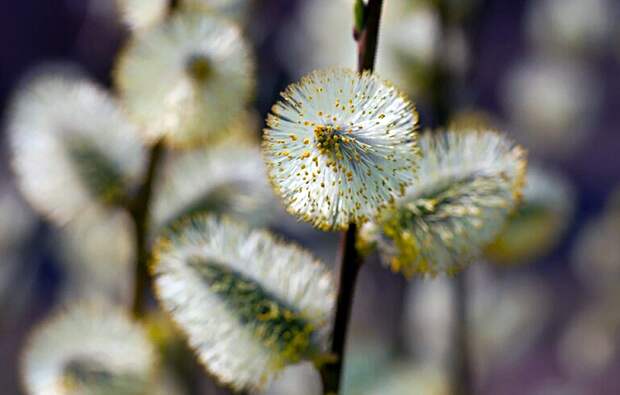 Что следует делать в Чистый четверг: традиции и подготовка к Пасхе