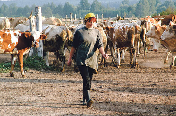 В России изменили требования к банкам, кредитующим сельское хозяйство