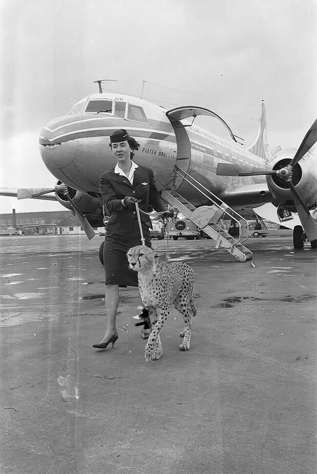 7. Стюардесса выгуливает гепарда в аэропорту Амстердама, 1961 год винтаж, интересно, исторические кадры, исторические фото, история, ретро фото, старые фото, фото