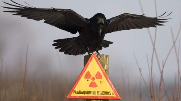 9 самых радиоактивных мест в России зона заражения, опасные места, радиация, россия