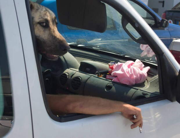 пес, автомобиль, окно