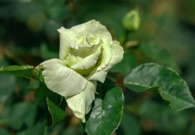 Роза «Грин Даймонд» (Rose ‘Green Diamond’). © thespruce  📷 