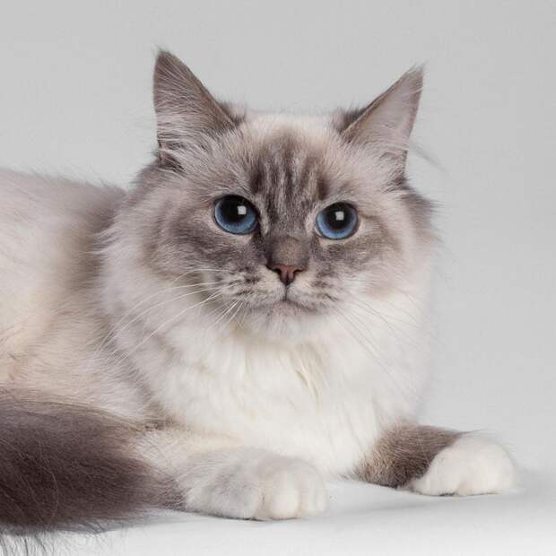 Порода кошек невская: фото и описание, характеристика породы, отзывы