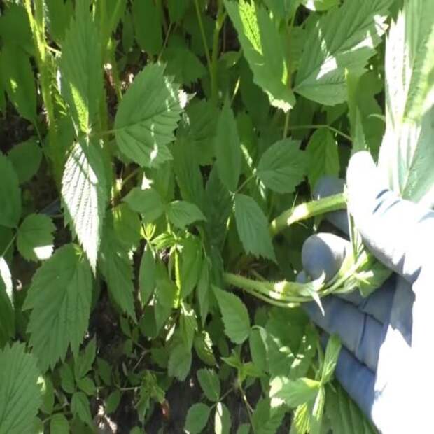 Моему урожаю малины завидует вся округа. Весь секрет в своевременном внесении дешевого удобрения