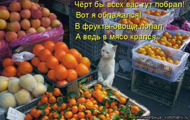 Лучшие котоматрицы недели (50 фото)