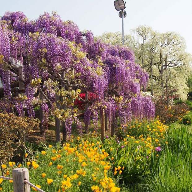 Японский фестиваль цветущей глицинии Great Westeria (35 фото)