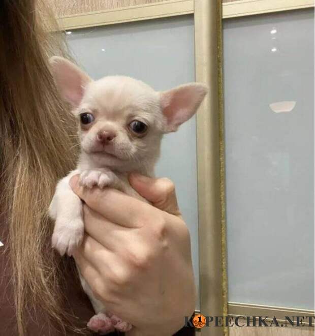 Щенки Чихуахуа в Авдеевке - 17 500 руб
