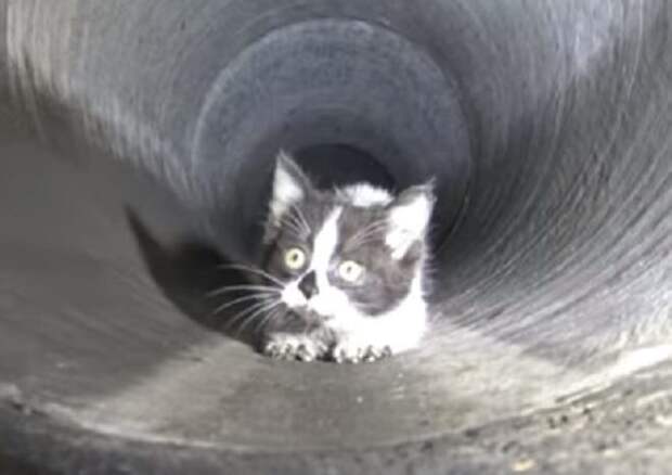 Котенок боится Котенок лежит