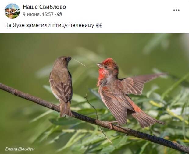 Фото дня: на Яузе заметили птицу чечевицу