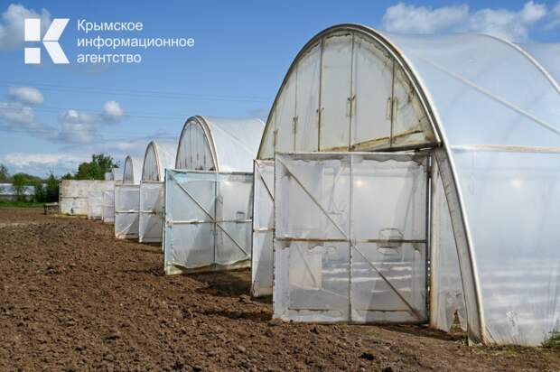 Двое крымчан арендовали несколько теплиц и выращивали там коноплю