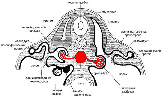 Рис. 4. Нефроны головной и туловищной почки на поперечном разрезе зародыша позвоночного