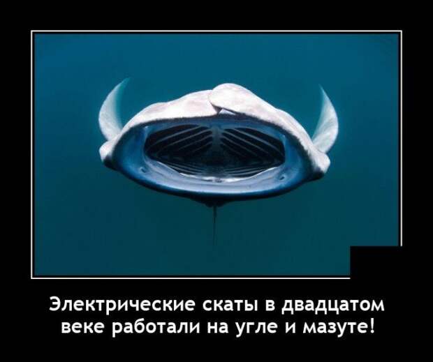 Демотиватор про скатов