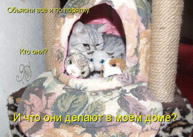 Лучшие котоматрицы недели Лучшие котоматрицы недели