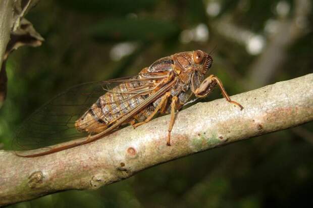 5. Крылья цикад являются природным антибиотиком Скарабей, жуки, крылья, муха, насекомые, стрекоза, факты