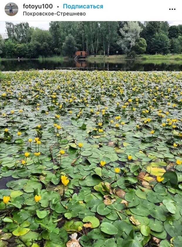 Фото дня: усыпанный кувшинками водоем в парке «Покровское-Стрешнево»