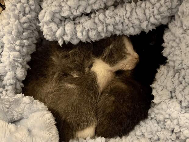 помощь котятам маленькие котята