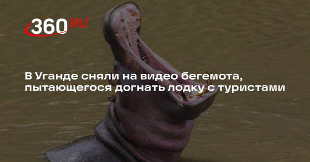 В Уганде сняли на видео бегемота, пытающегося догнать лодку с туристами