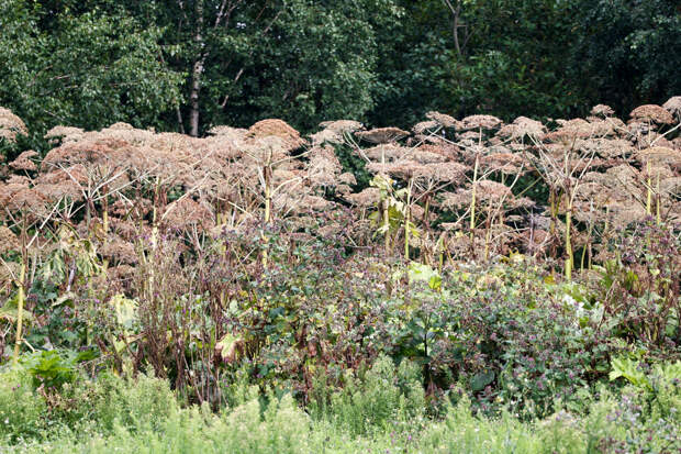 Россиян предупредили о новых обязанностях собственников земельных участков