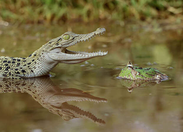 frog-photography-tantoyensen-26-5836fb9d20a28__880