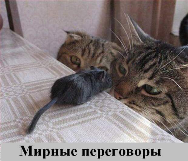 Мысли2 :) (50мыслей)