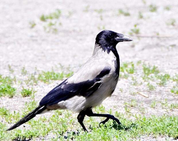 Интересные факты про серую ворону животные, интересно знать, птицы, серая ворона
