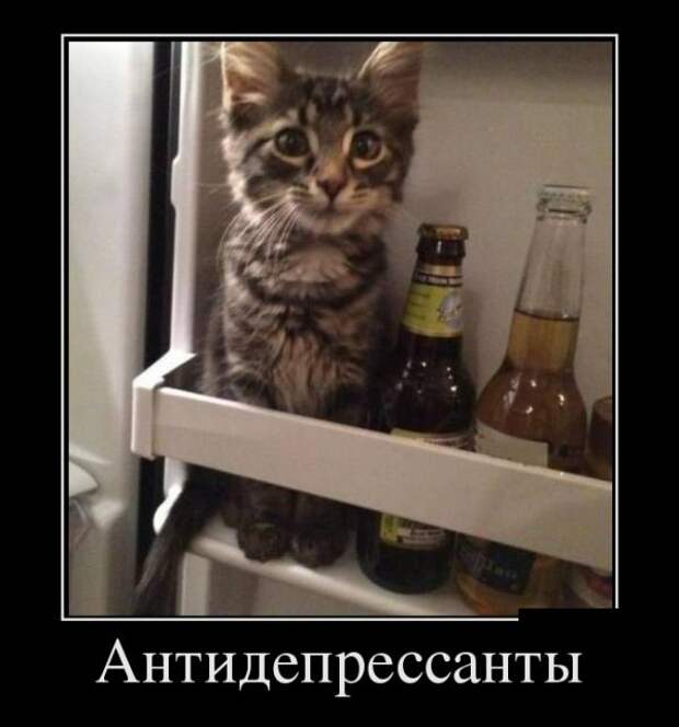 Демотиваторы (30 фото)