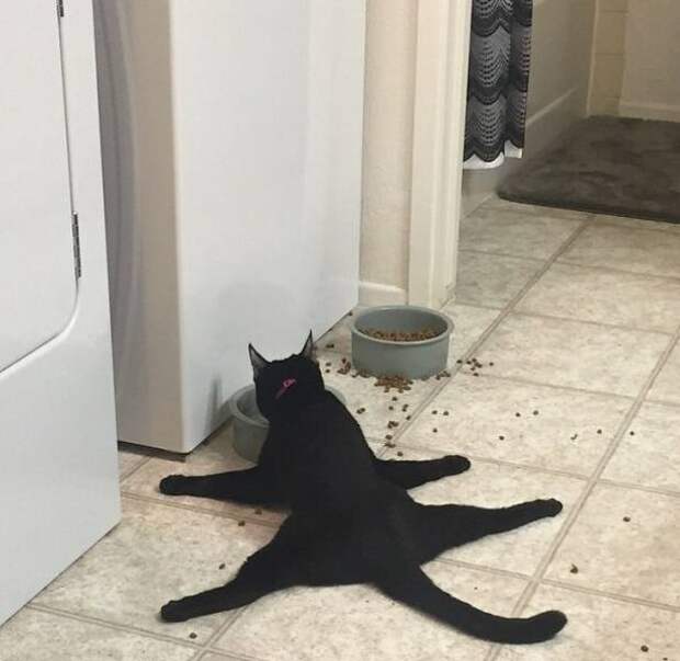 Непостижимая кошачья логика