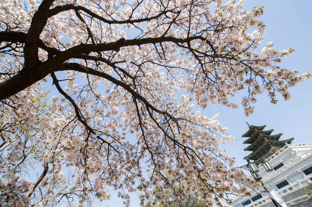 The Guardian: в Японии из-за туристов отменили фестиваль цветения сакуры