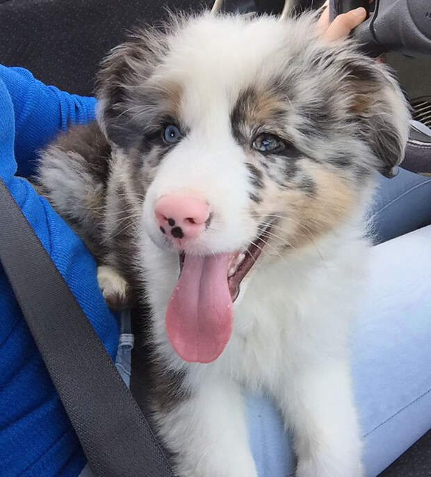 adopted-dogs-first-day-home-5796032068ea4__700