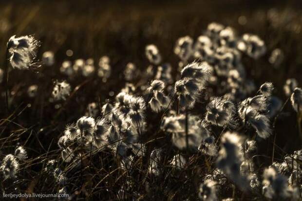 Как живут современные чукчи (29 фото)