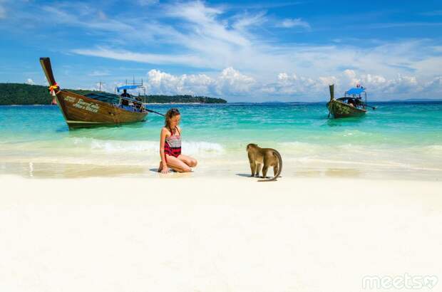 Thailand island monkey on the beach