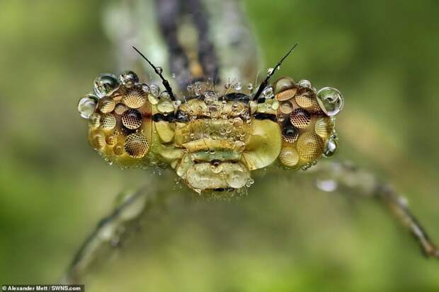 Жизнь насекомых: удивительные макрофотографии Александра Метта