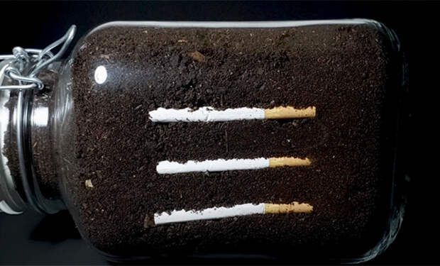 2 Что будет с землей если в нее закопать сигареты