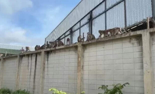 2 обезьяны Таиланд