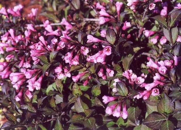 Вейгела цветущая Nana Purpurea. Фото с сайта gardenflorann.ru